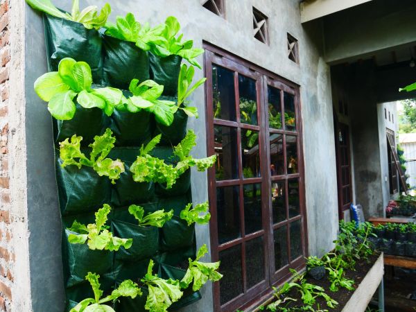 Side entry wall with vertical herb planters, mint and parsley rows, open gate nearby, morning light