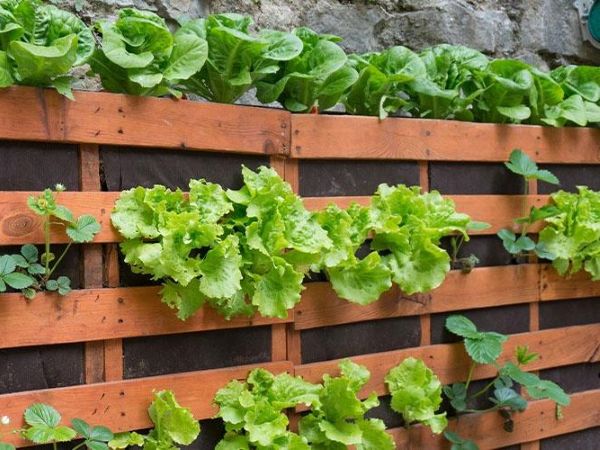 Narrow front yard fence with stacked wall planters, lettuce and herbs, pale wood fence, bright sunlight for small front yard vegetable garden ideas