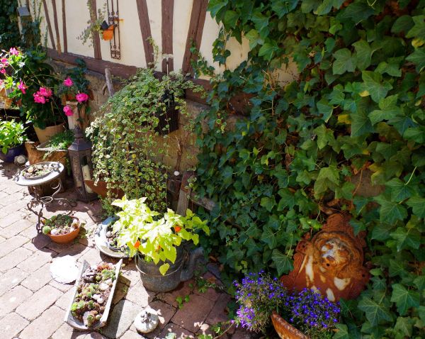Sunny front corner with aged wood planters, leafy greens and tomato cages, layered rustic materials