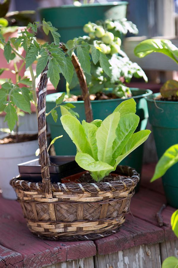 Window box garden for front yard decor