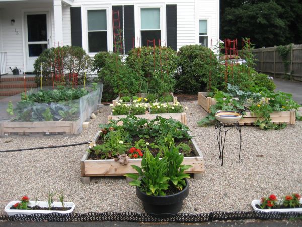 Front yard walkway framed by matching wood garden beds, tomato stakes behind herbs, morning light, balanced composition for front lawn vegetable garden ideas