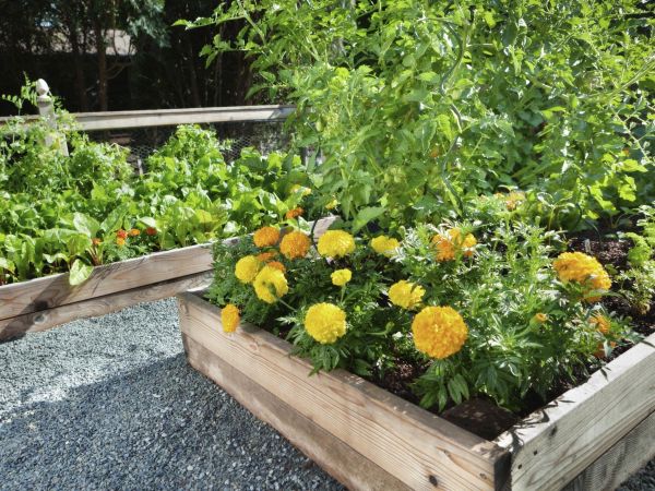 Front house path with paired flowers, raised planters, gravel texture, layered greens, sunlight across walkway for front vegetable garden ideas