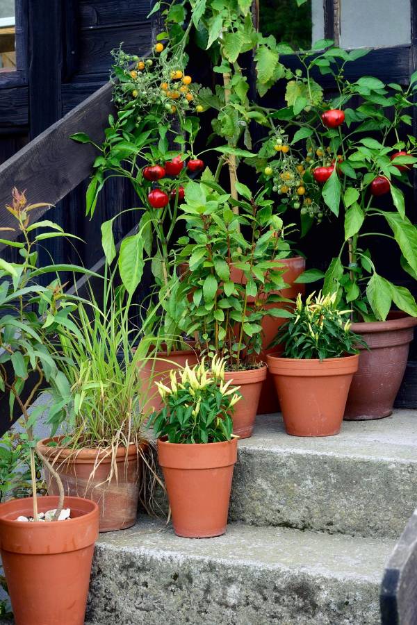 Front porch steps lined with terracotta pots, basil, peppers, cherry tomatoes, soft morning shadows for front porch vegetable garden ideas.