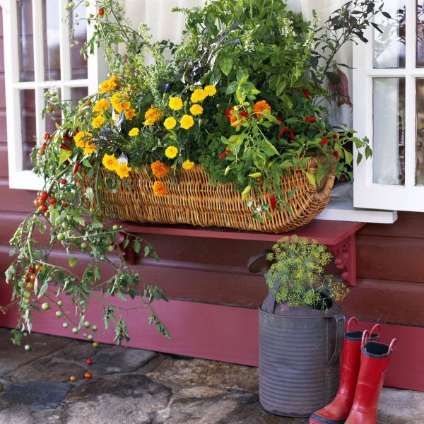 Porch seating corner with vegetable pots, tomato vine near railing, textured clay containers, gentle morning light for small front yard vegetable garden ideas.