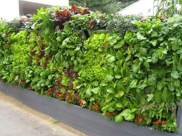 Small Front Yard Vegetable Garden Ideas Using Walls