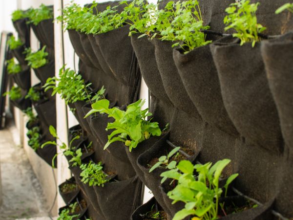 Close-up of herb planters on a backyard wall with soft morning light