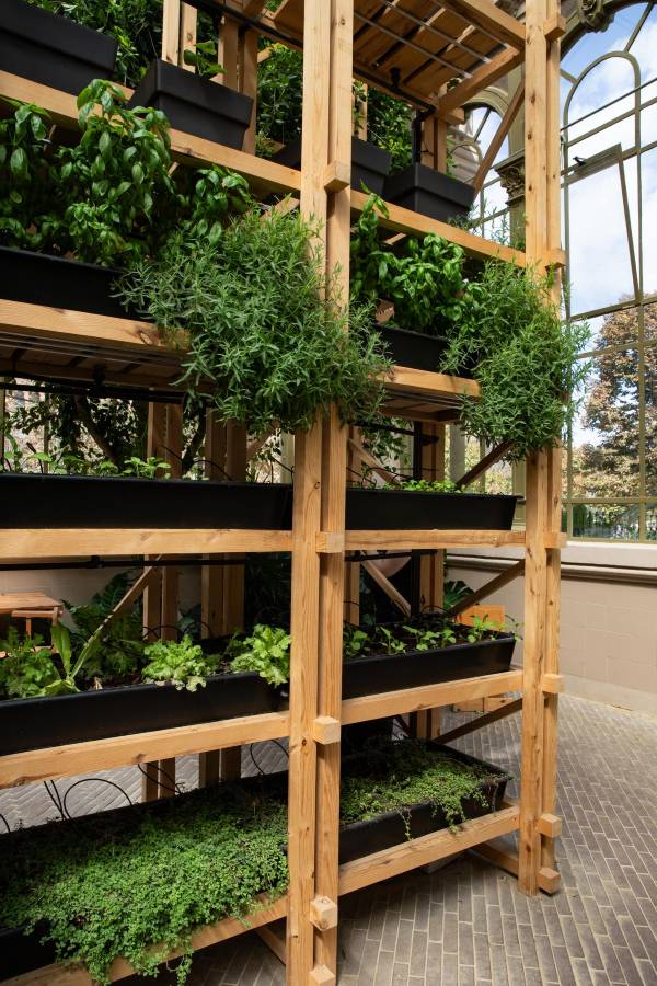 Small backyard wall with vertical planters, wood fence backdrop, layered herbs and vegetables in bright natural sunlight for backyard vegetable garden ideas