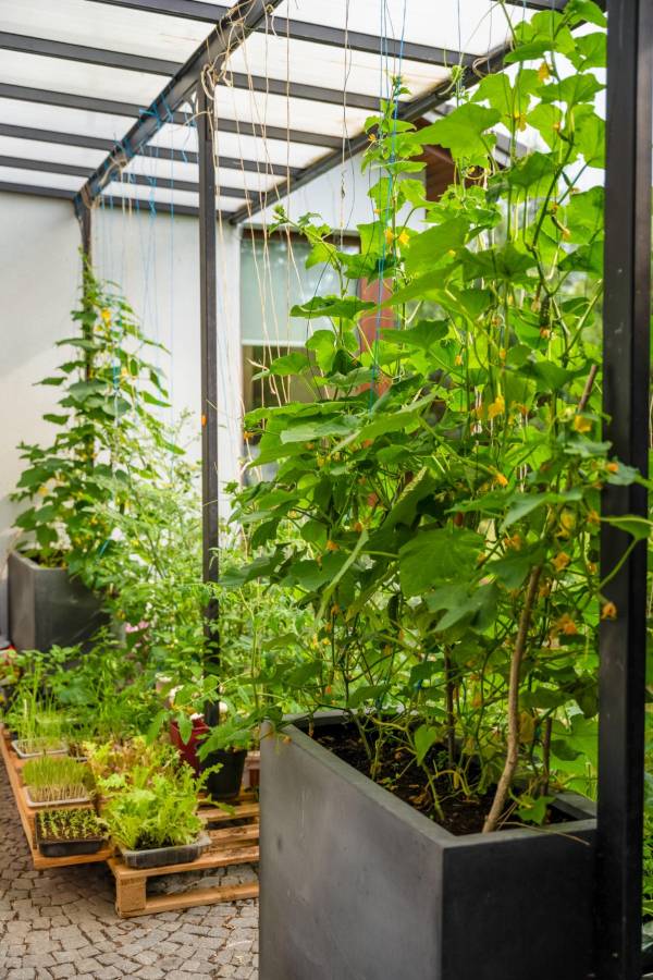 Patio container vegetable garden with tall trellised vines, leafy greens, and stacked planters in a compact backyard space