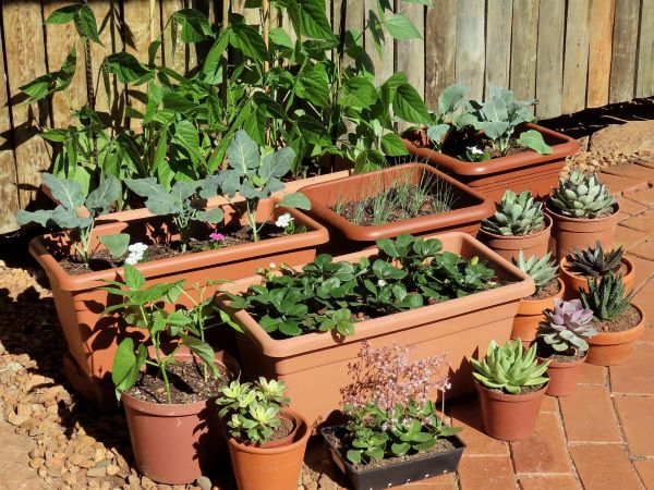 Backyard vegetable garden with small terracotta pots, leafy greens, herbs, and compact plants arranged on a sunlit patio