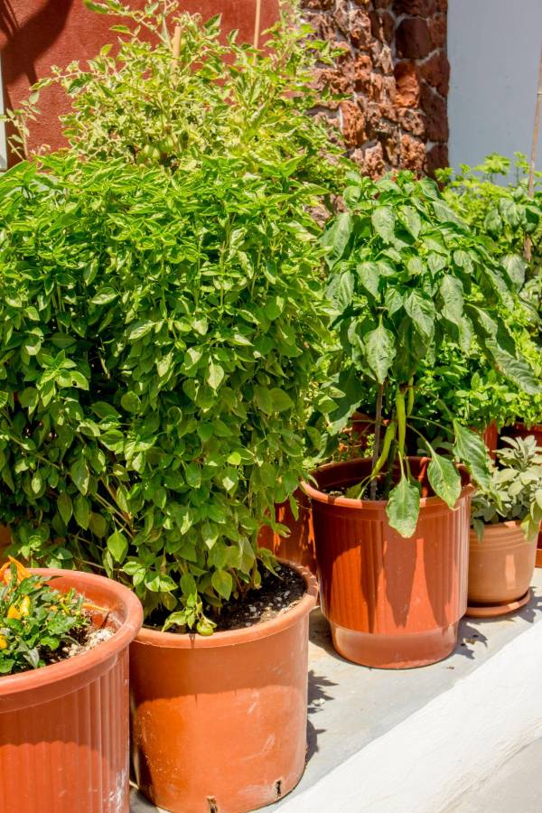 Backyard vegetable garden with large terracotta pots, lush basil plants, and leafy vegetables growing in a sunny corner