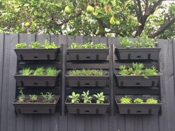 Backyard vegetable garden with simple fence-mounted shelves, vertical planters, and rows of herbs and leafy greens