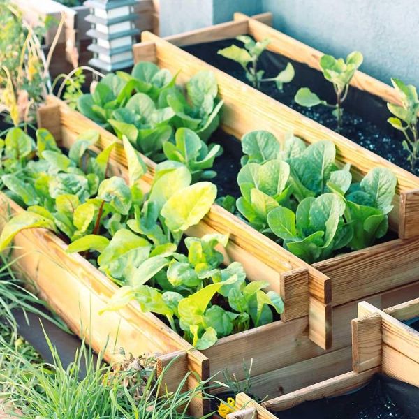 Simple Tiered Planter Arrangement for Backyard Greens