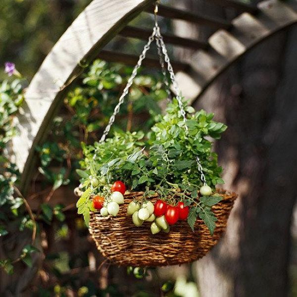 Hanging basket vegetable garden ideas with trailing cherry tomatoes adding color and charm