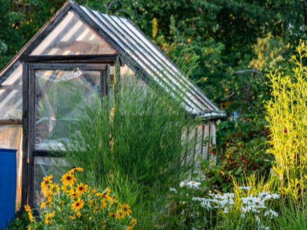 Small backyard greenhouse surrounded by wildflowers and lush greenery, with a rustic wooden frame and clear panels
