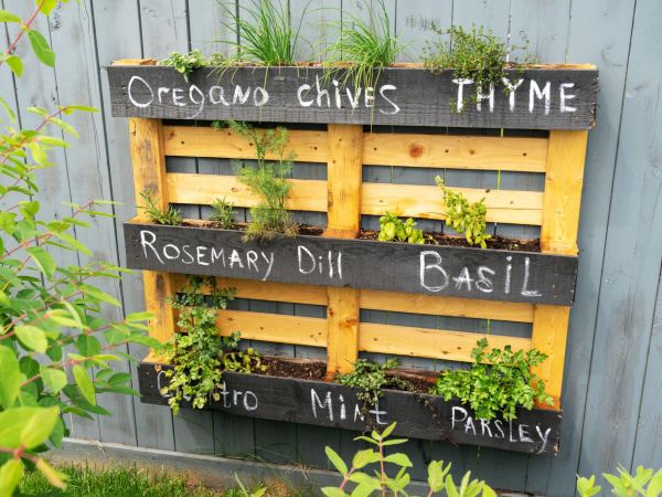 Rustic pallet vegetable garden mounted on a backyard fence, with labeled wooden slats growing herbs like oregano, thyme, basil, and mint