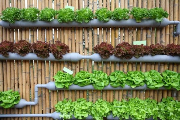 Small backyard vegetable garden ideas vertical style
