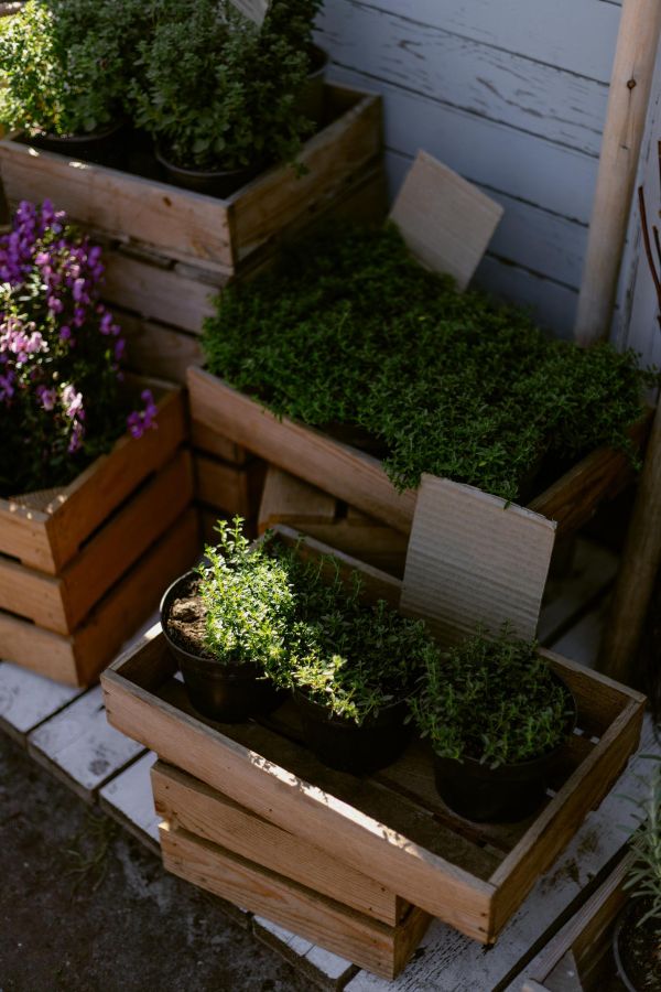 Cozy backyard corner with stacked wooden crates, leafy vegetables, rustic textures and soft cloudy daylight for small backyard vegetable garden ideas