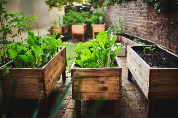 Budget-friendly backyard vegetable garden using crates, mixed greens and natural textures under soft daylight