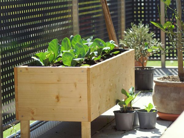 Rustic raised wooden beds create beautiful balcony vegetable garden ideas filled with lush leafy greens - Tee Art Online