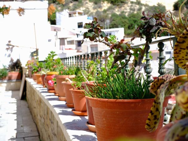 Terracotta pots filled with herbs and greenery bring timeless charm to this apartment balcony vegetable garden