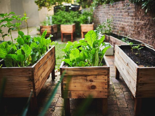 Wooden balcony planter box with lettuce and leafy vegetables growing in sunlight beside terracotta pots in a cozy balcony vegetable garden - Tee Art Online