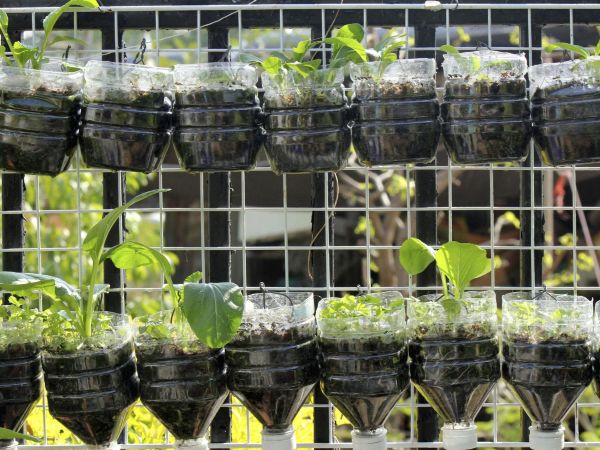 Vertical balcony garden made from recycled plastic bottle planters growing leafy vegetables and herbs on a metal grid wall - Tee Art Online