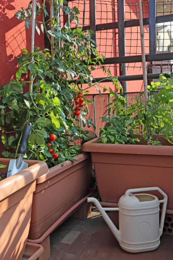 A lush vegetable balcony garden filled with tomato vines and leafy greens creates a cozy urban retreat