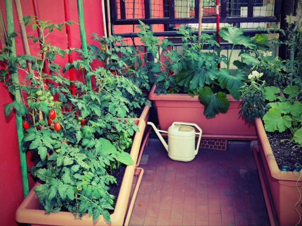 Tomato vines growing in large balcony planters beside a watering can in a small vegetable balcony garden