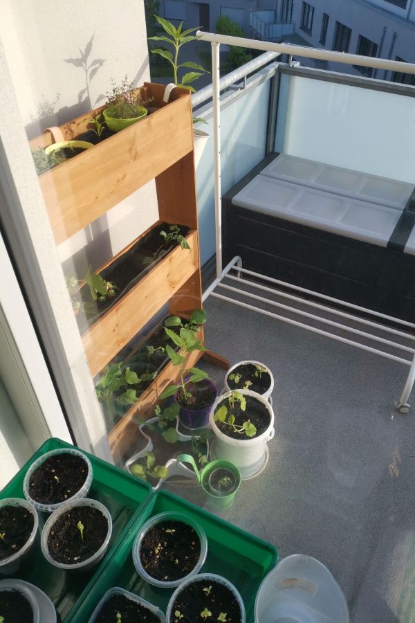 Small balcony with a vertical wooden pallet planter growing herbs and young vegetable plants beside minimalist outdoor furniture