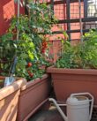 Balcony Vegetable Garden Ideas for Cozy Small Green Retreats