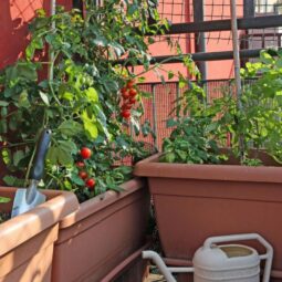 Balcony Vegetable Garden Ideas for Cozy Small Green Retreats