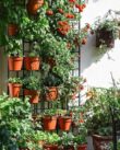 Potted Vegetable Garden Ideas for Beginners and Small Spaces - Tee Art Online @teeartonline