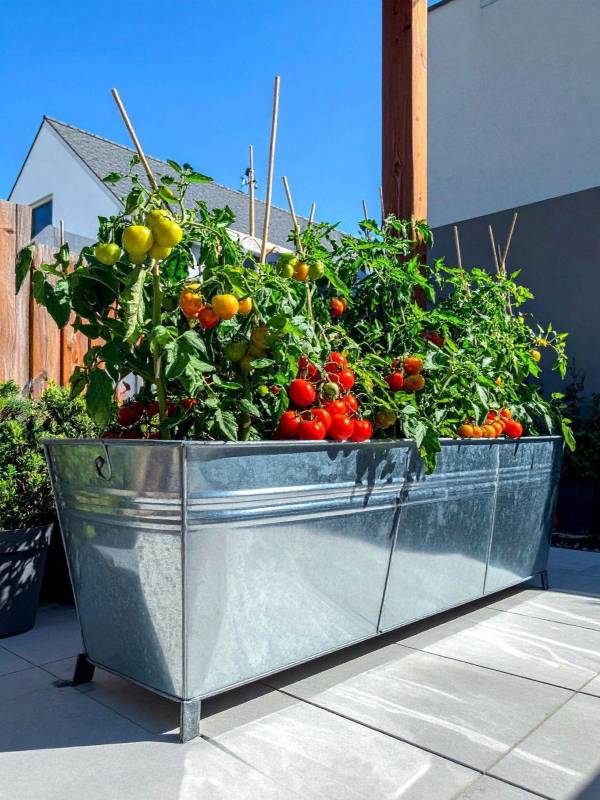 Pot vegetable garden with ripe tomato plants growing in a large galvanized raised planter on a sunny patio – Tee Art Online @teeartonline