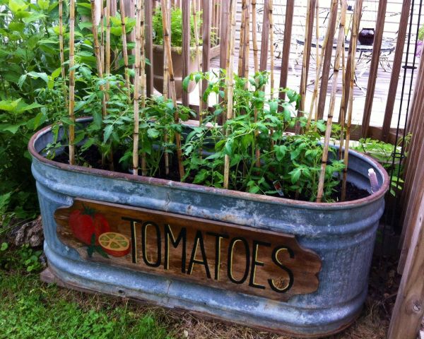 Raised galvanized metal planter filled with tomato plants supported by tall bamboo stakes in a backyard garden - Tee Art Online @teeartonline