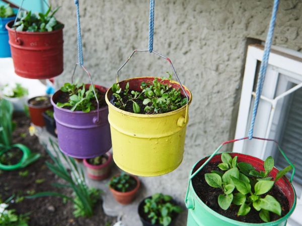 Colorful hanging metal pots used as a pot vegetable garden for growing herbs and leafy greens on a small balcony – Tee Art Online @teeartonline