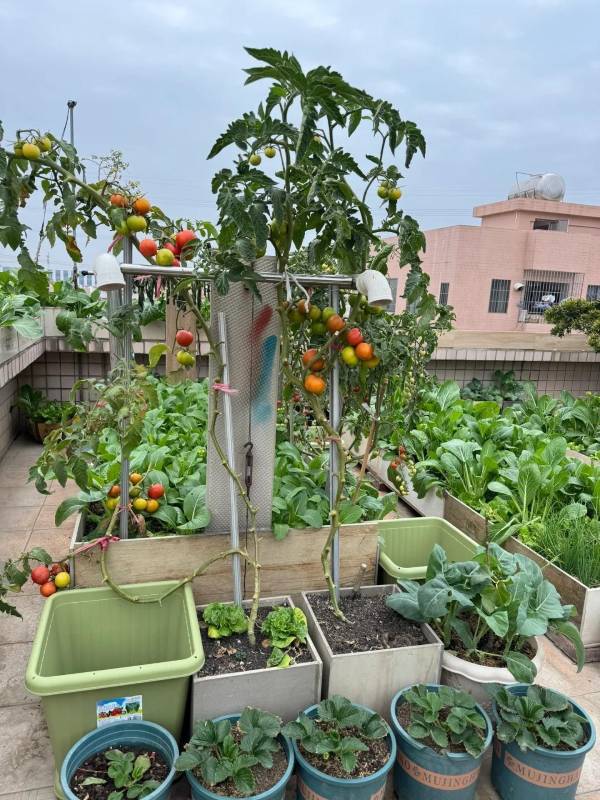 Vegetable garden in pots on a sunny rooftop with tomato plants, leafy greens, and raised planters arranged in a productive urban garden – Tee Art Online @teeartonline