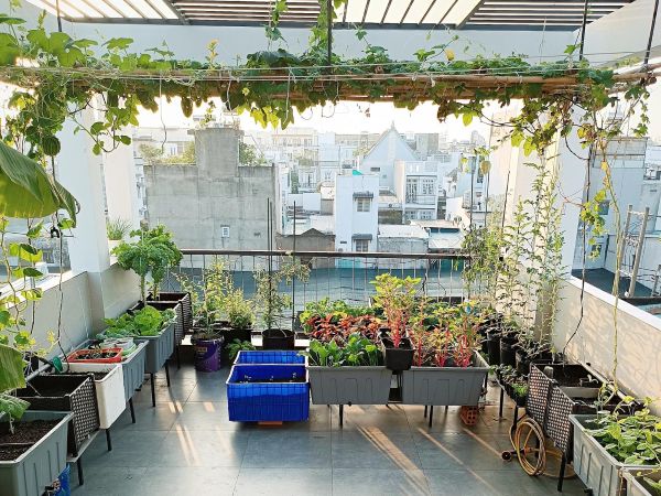 Vegetable garden in pots on a sunny rooftop terrace with climbing vines, planter boxes, and leafy greens in an urban outdoor space – Tee Art Online @teeartonline