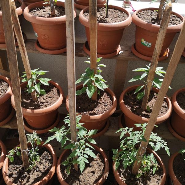 Terracotta pots arranged in rows with young tomato and pepper plants supported by wooden stakes in a compact vegetable garden – Tee Art Online @teeartonline