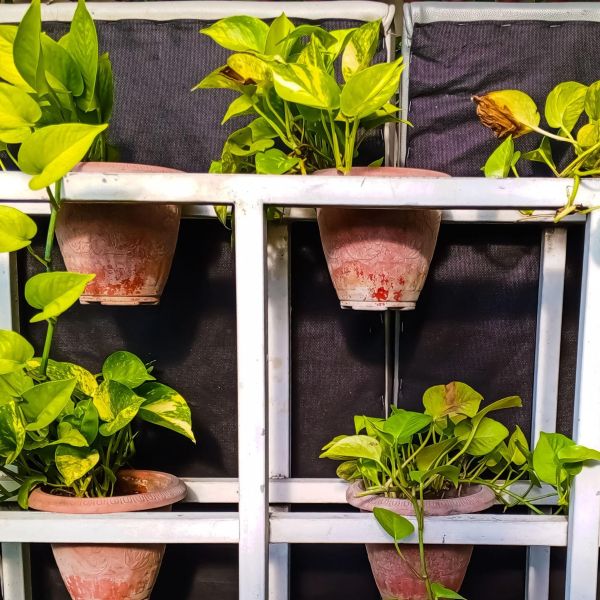 Terracotta pots with trailing pothos arranged on a vertical metal shelf in a compact balcony garden - Tee Art Online @teeartonline