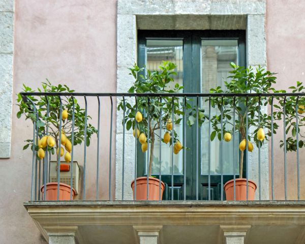 Mediterranean balcony garden with potted lemon trees growing in terracotta containers beside a rustic stucco wall – Tee Art Online @teeartonline