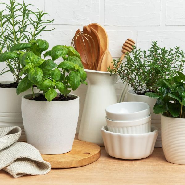 Scandinavian-style indoor herb garden with basil, rosemary, and thyme growing in white ceramic pots on a bright kitchen counter – Tee Art Online @teeartonline