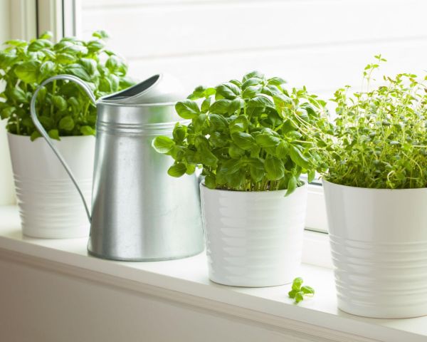Fresh herbs growing in white pots on a sunny Scandinavian kitchen windowsill beside a metal watering can – Tee Art Online @teeartonline