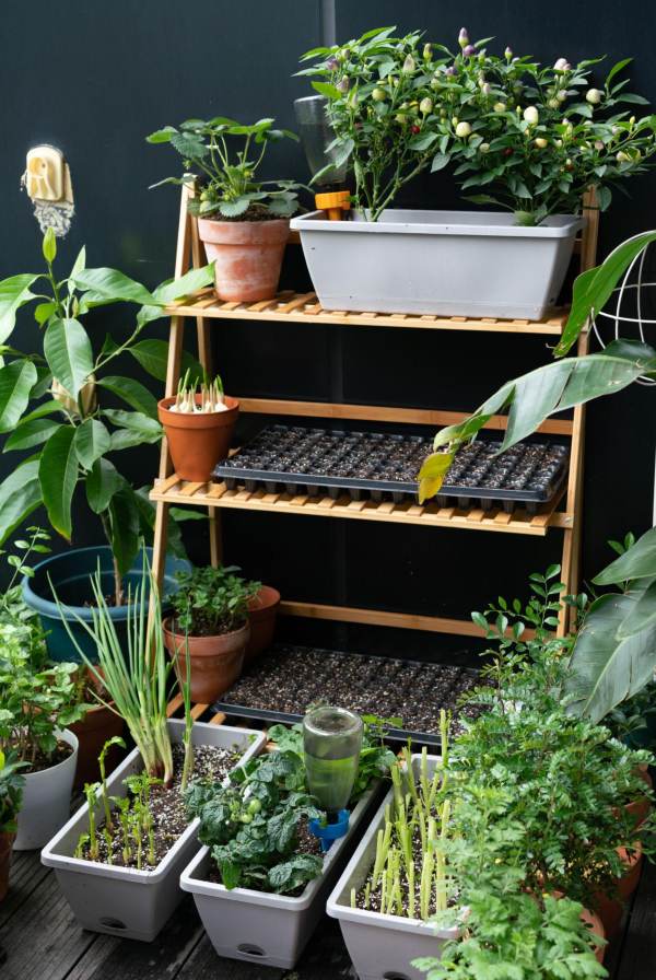 Compact balcony vegetable garden with wooden shelves, potted herbs, leafy greens, and planter boxes arranged in a small outdoor space - Tee Art Online @teeartonline