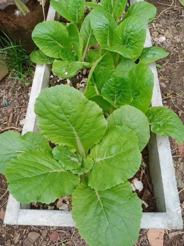 Vegetable Pot Garden Ideas with Minimal Japandi Styling